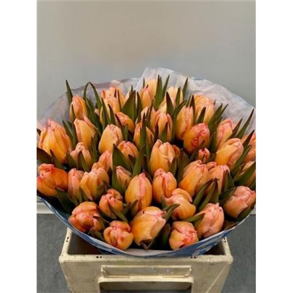 Tulp Dyed Moonshine