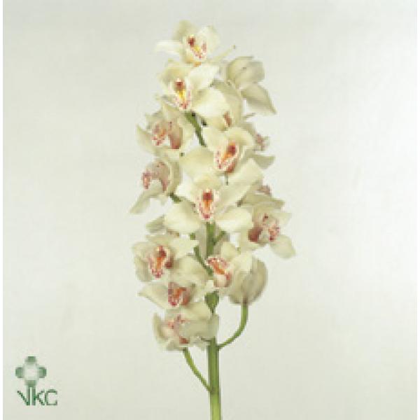 Cymb  Ov White *6