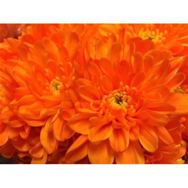 Chr Tr Baltica Dyed Orange