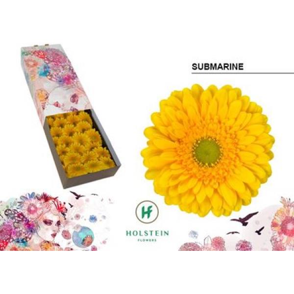 Ge Gr Box Submarine Holstein