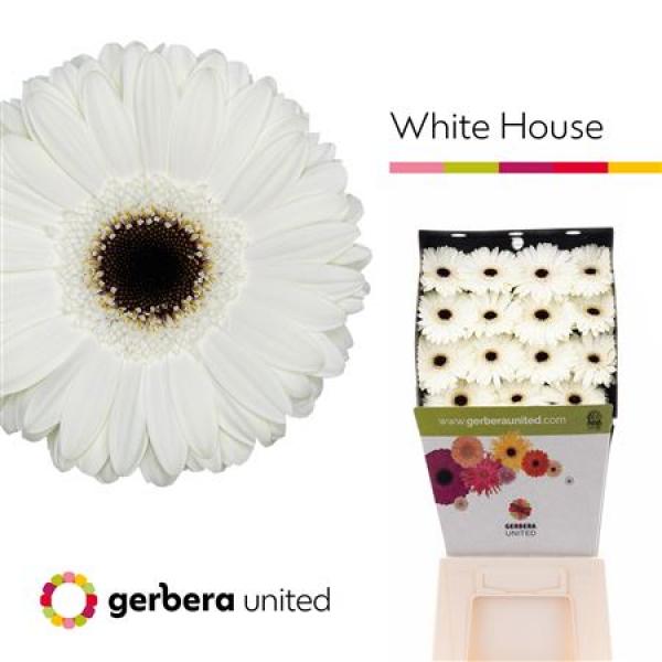 Ge Gr Diamond White House