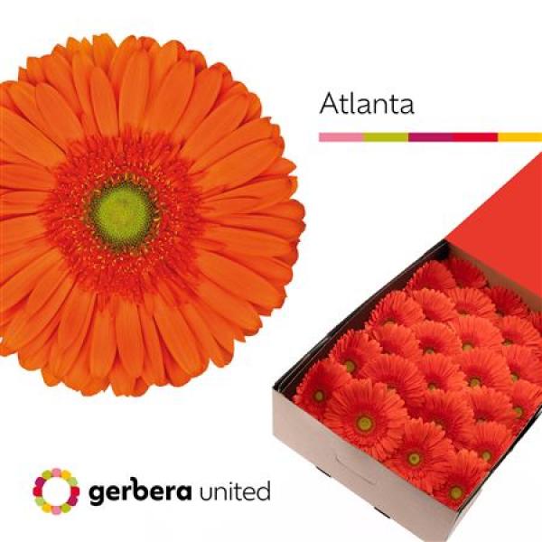 Ge Gr Box Atlanta