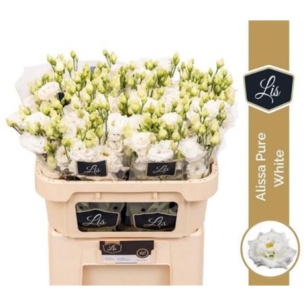 Eust G Alissa Pure White Lis