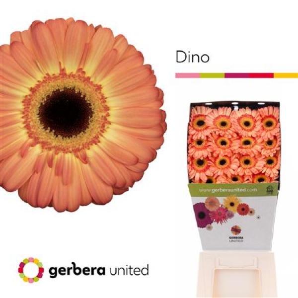 Ge Gr Diamond Dino