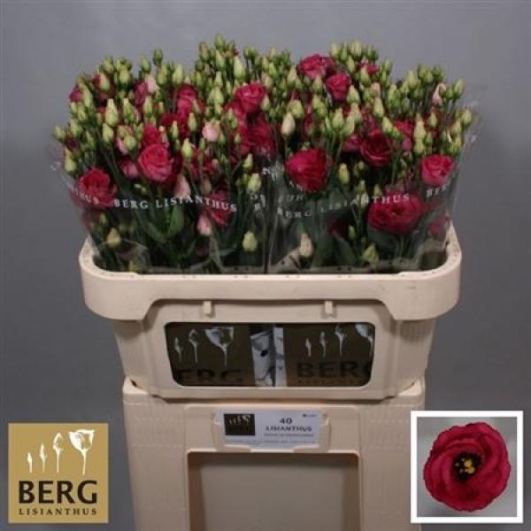 Eust G Rosita Red Berg