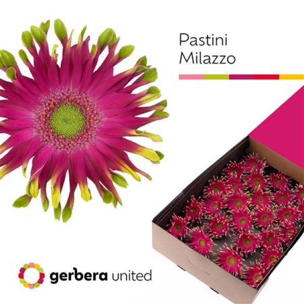 Ge Gr Box Pastini Milazzo
