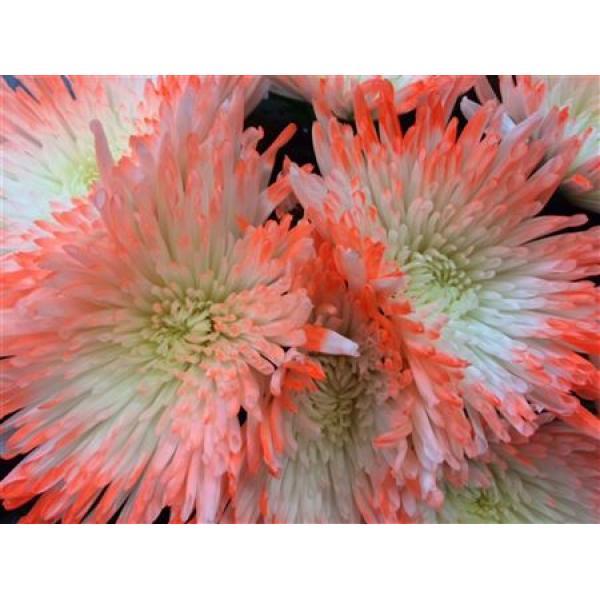 Chr Gr Ana Dyed Tips Orange