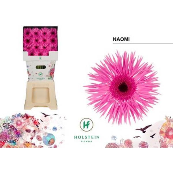 Ge Gr Diamond Spider Naomi Holstein