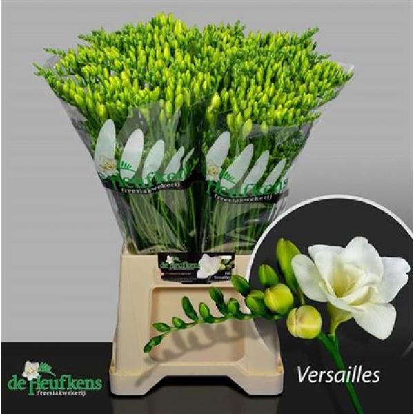 Fr Du Versailles White