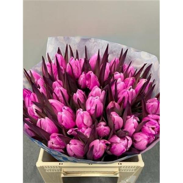 Tulp Dyed Cerise