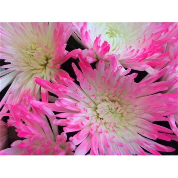 Chr Gr Ana Dyed Tips Pink