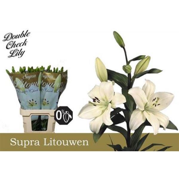 Li La Litouwen 5+ Supra