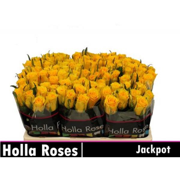 R Gr Jackpot+