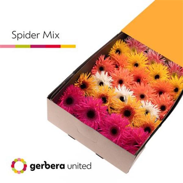 Ge Gr Box  Mix Spider United