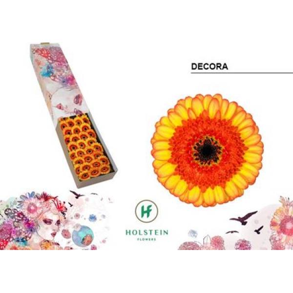 Ge Mi Box Decora Holstein