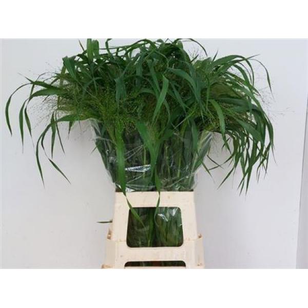 Panicum Fontain