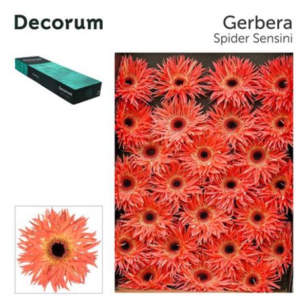Ge Gr Box Spider Sensini