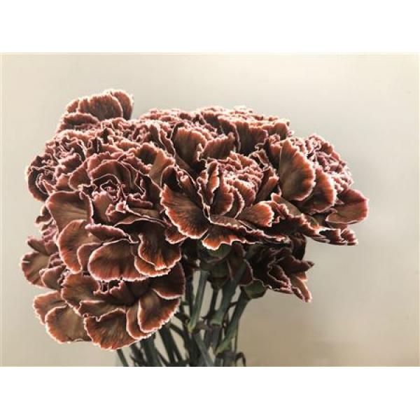 Dianthus St Dyed Brown