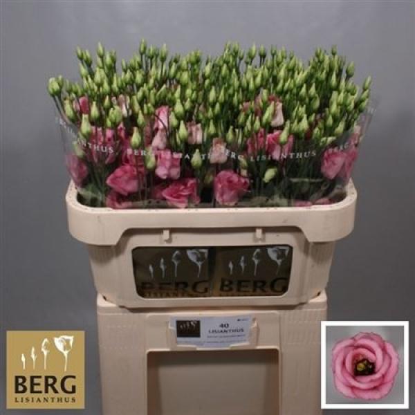 Eust G Rosita Rose Pink