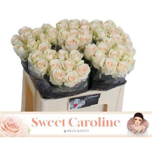 R Gr Sweet Caroline