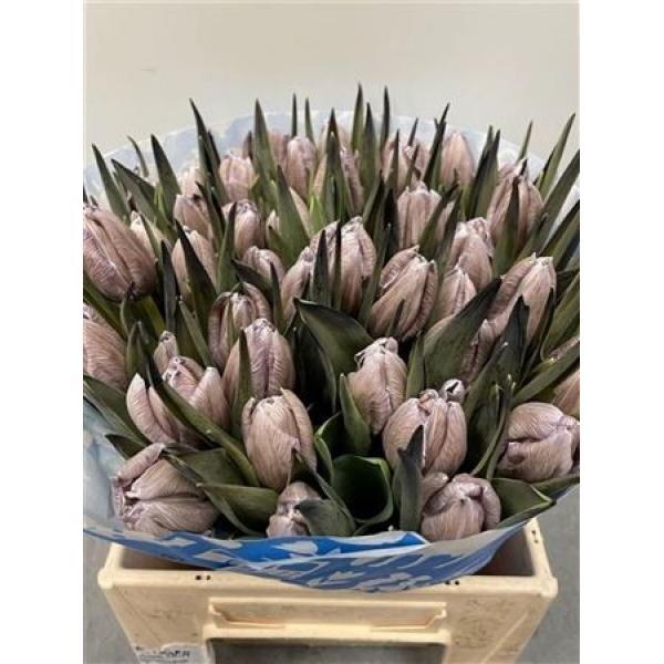 Tulp Dyed Brown