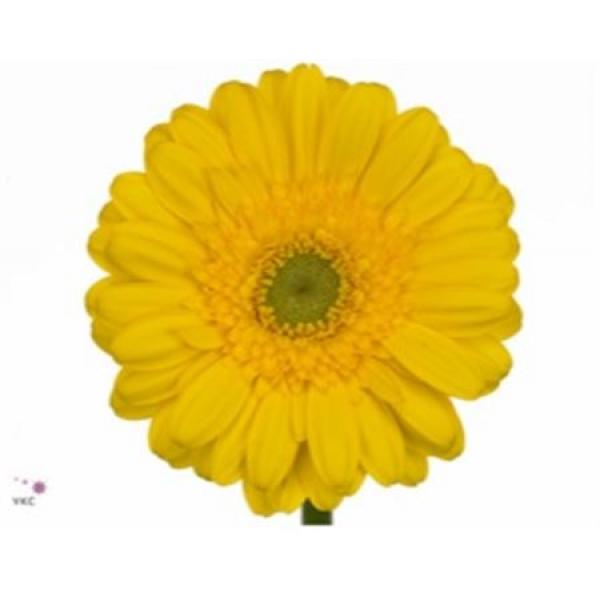Ge Mi  Box Yellow Green Center