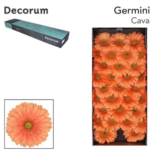 Ge Mi Box Cava Decorum