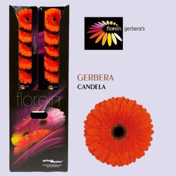 Ge Gr Aquabox Candela *96