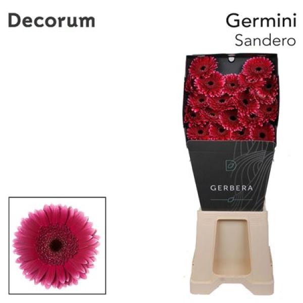 Ge Mi Diamond Sandero Decorum