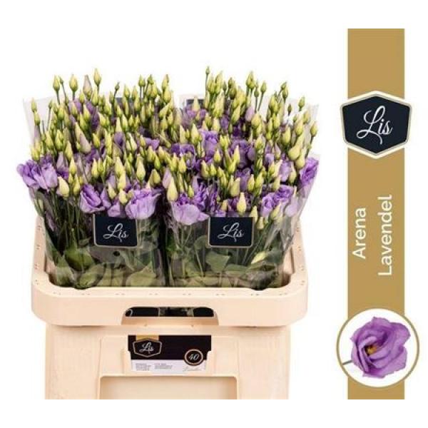 Eust G Arena Lavender Lis