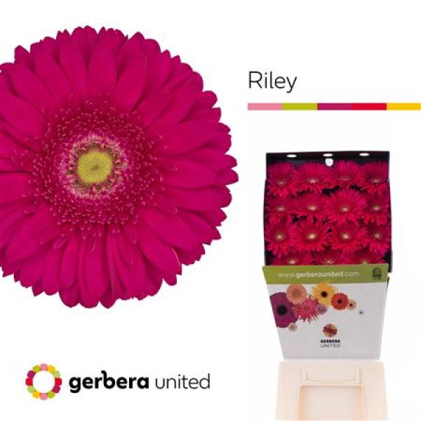 Ge Gr Diamond Riley