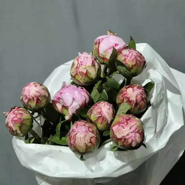 Paeo Sara Bernhard FR