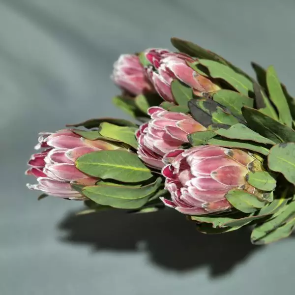 Protea Carnival
