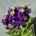 Matth Debora Purple Dutch - 1