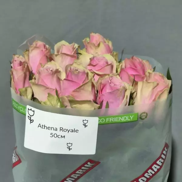 R Gr Athena Royale