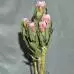 Protea Carnival - 1