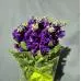Matth Debora Purple Dutch - 2