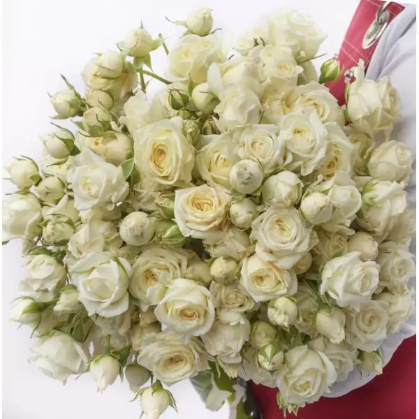 Роза спрей Айвори Баблз