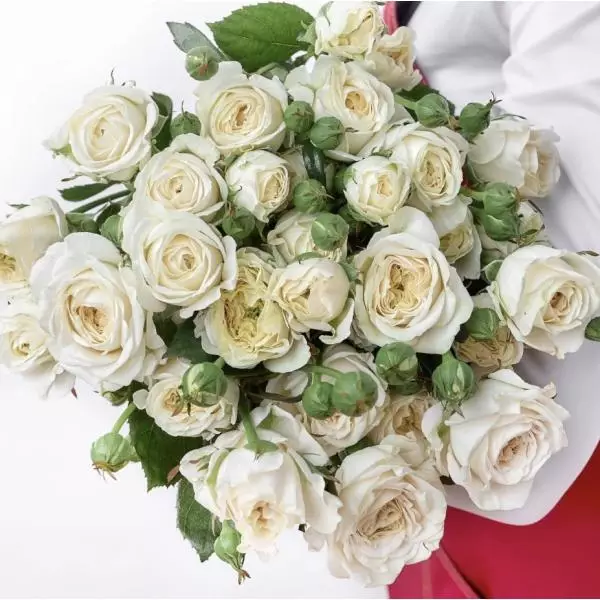 Роза кустовая Бёрдс Сонг