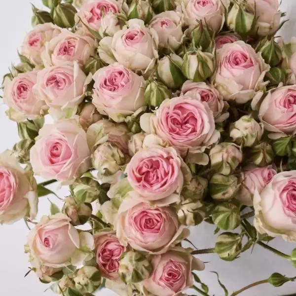 Роза кустовая Кейтлин