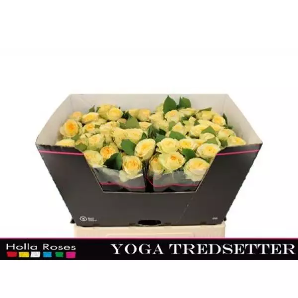 R Tr Yog Trendsetter