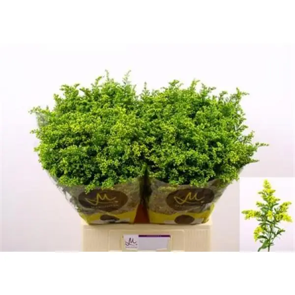 Solidago Carzan Glory 30 Gr