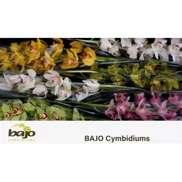 Cymb   Mix Bajo 70cm