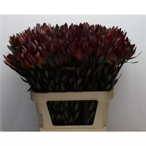 Leucad Saf Sunset Dark