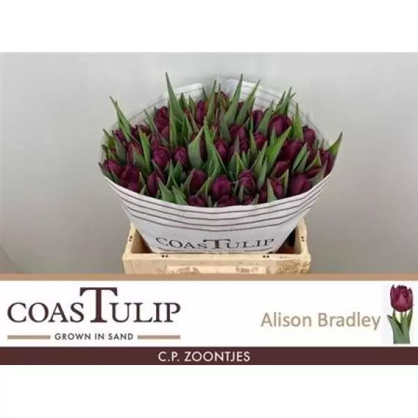 Tu  Coastulip Du Alison Bradley