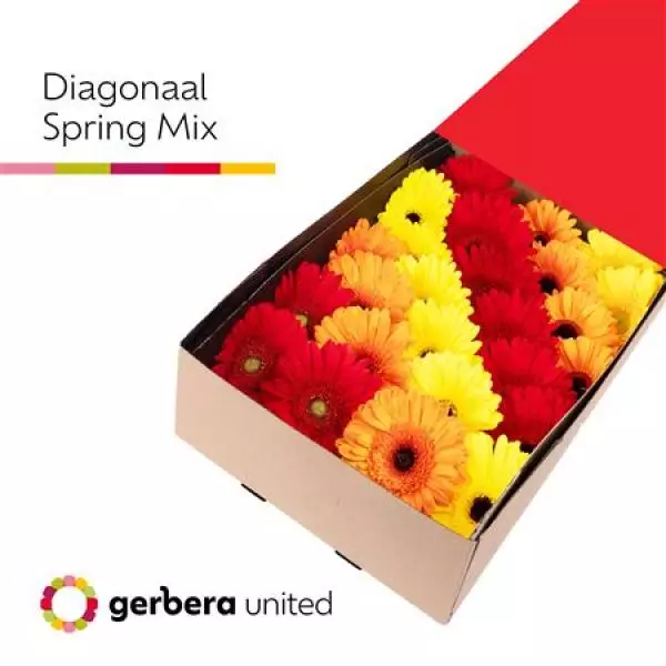 Ge Gr Box  Mix Spring
