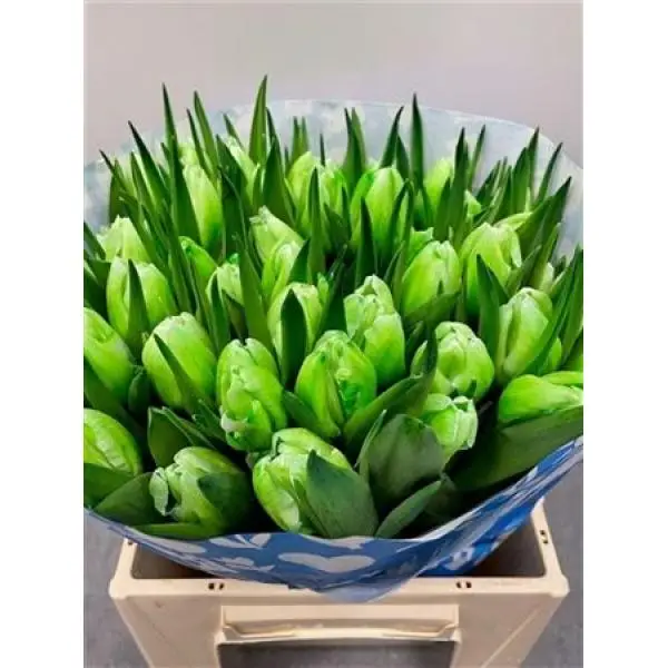 Tulp Dyed Green