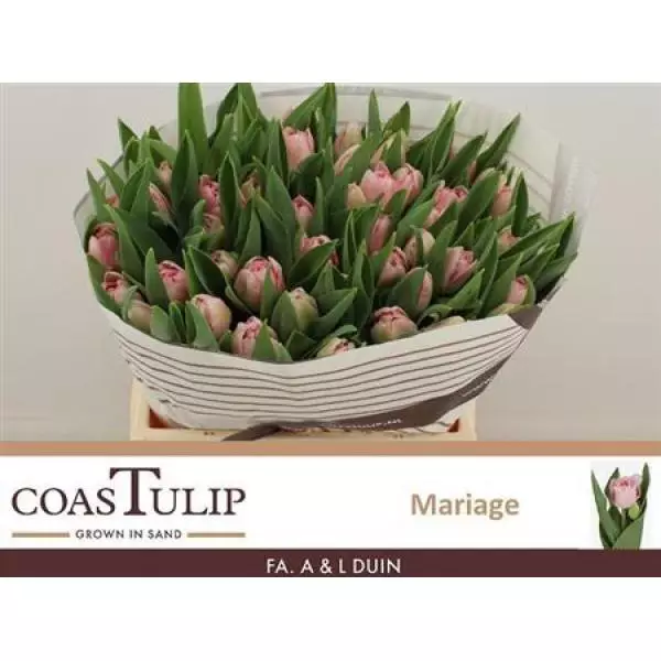 Tu  Coastulip Du Mariage
