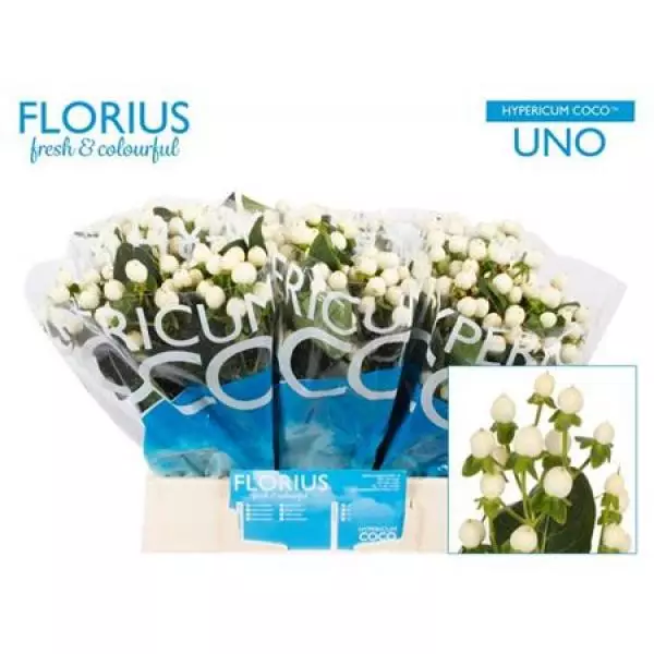 Hyp Coco Uno White