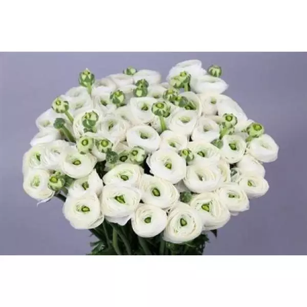 Ran Clooney Firenze White Super